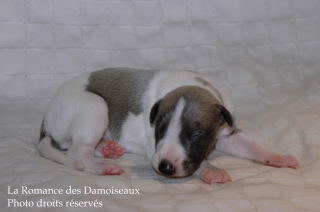 CHIOT WHIPPET DISPONIBLE A L ELEVAGE LA ROMANCE DES DAMOISEAUX
