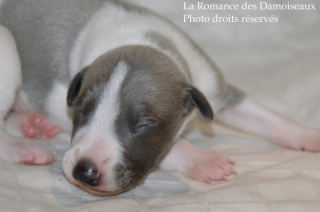 CHIOT WHIPPET DISPONIBLE A L ELEVAGE LA ROMANCE DES DAMOISEAUX