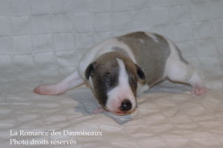 CHIOT WHIPPET DISPONIBLE A L ELEVAGE LA ROMANCE DES DAMOISEAUX
