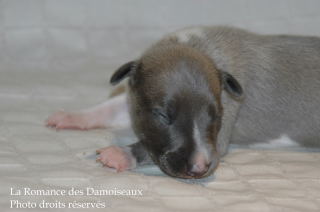 CHIOT WHIPPET DISPONIBLE A L ELEVAGE LA ROMANCE DES DAMOISEAUX