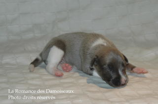 CHIOT WHIPPET DISPONIBLE A L ELEVAGE LA ROMANCE DES DAMOISEAUX
