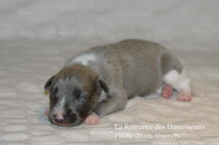 CHIOT WHIPPET DISPONIBLE A L ELEVAGE LA ROMANCE DES DAMOISEAUX