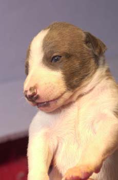 BB