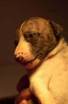 BB