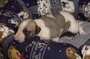 chiot Whippet
