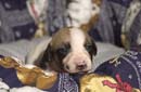 chiot Whippet