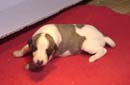 chiot Whippet