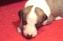 chiot Whippet