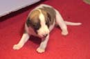 chiot Whippet