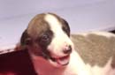chiot Whippet