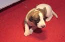 chiot Whippet
