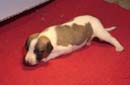 chiot Whippet
