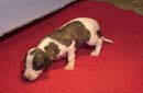 chiot Whippet