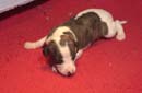 chiot Whippet