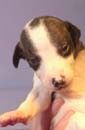 chiot Whippet