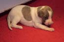 chiot Whippet