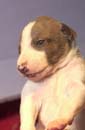 chiot Whippet