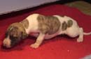 chiot Whippet