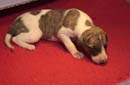 chiot Whippet