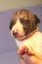 chiot Whippet