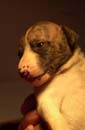 chiot Whippet