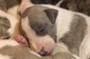 chiot Whippet