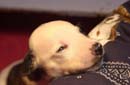 chiot Whippet