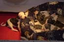 chiot Whippet