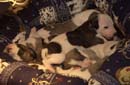 chiot Whippet