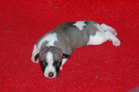 b�b� whippet � 8 jours issu R�sine et Suffisant