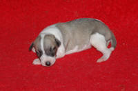 b�b� whippet � 8 jours issu R�sine et Suffisant