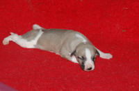 b�b� whippet � 8 jours issu R�sine et Suffisant
