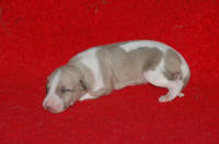 b�b� whippet � 8 jours issu R�sine et Suffisant