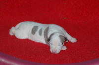 b�b� whippet � 8 jours issu R�sine et Suffisant