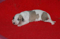 b�b� whippet � 8 jours issu R�sine et Suffisant