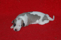 b�b� whippet � 8 jours issu R�sine et Suffisant