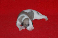 b�b� whippet � 8 jours issu R�sine et Suffisant