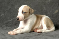 CHIOTS WHIPPET A RESERVER