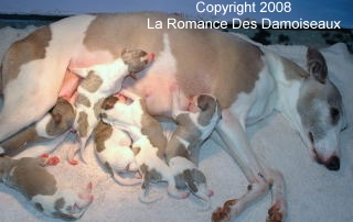 Port�e chiots whippet n�s le 5 Avril 2008