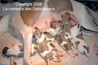 Chiot whippet 1 jour issu de l'�levage de la romance des Damoiseaux