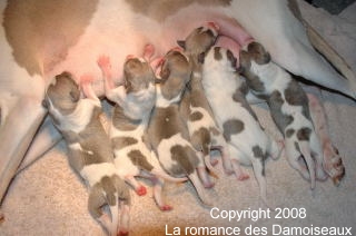 Chiot whippet 1 jour issu de l'�levage de la romance des Damoiseaux