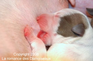 Chiot whippet 1 jour issu de l'�levage de la romance des Damoiseaux