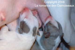 Chiot whippet 1 jour issu de l'�levage de la romance des Damoiseaux
