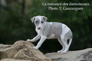 CHIOT WHIPPET ISSU DE L ELEVAGE DE LA ROMANCE DES DAMOISEAUX