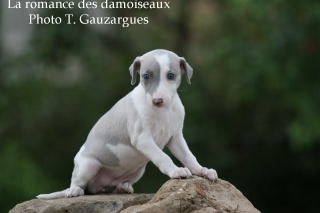 CHIOT WHIPPET ISSU DE L ELEVAGE DE LA ROMANCE DES DAMOISEAUX