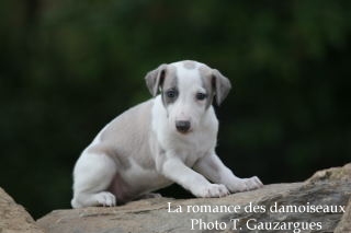 CHIOT WHIPPET ISSU DE L ELEVAGE DE LA ROMANCE DES DAMOISEAUX