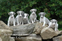 PORTEE DE CHIOTS WHIPPET BICOLORE ISSU DE L ELEVAGE DE LA ROMANCE DES DAMOISEAUX
