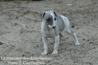 CHIOT WHIPPET ISSU DE L ELEVAGE DE LA ROMANCE DES DAMOISEAUX