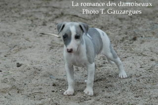 CHIOT WHIPPET ISSU DE L ELEVAGE DE LA ROMANCE DES DAMOISEAUX