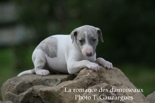 CHIOT WHIPPET ISSU DE L ELEVAGE DE LA ROMANCE DES DAMOISEAUX
